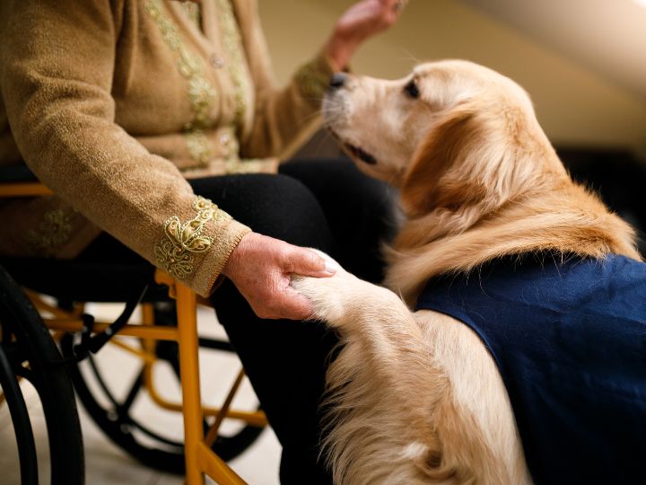 Therapy Pets as Healing Partners: How Your Furry Friends Can Join Sessions
